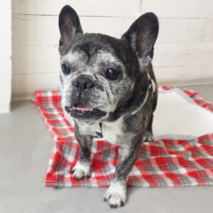 仕上がりフレブル