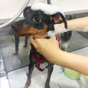 シャンプーミニピン