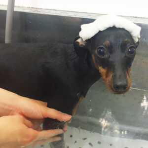 お風呂ミニピン