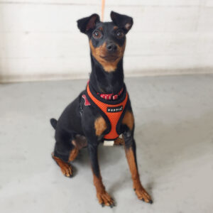 仕上がりミニピン