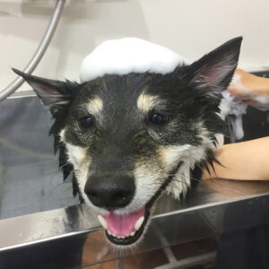 シャンプーしば