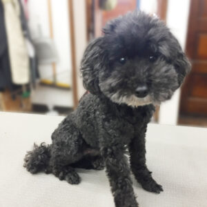 よろしくトイプー