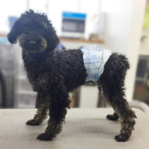 よろしくトイプー