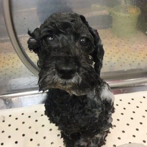 シャンプートイプー