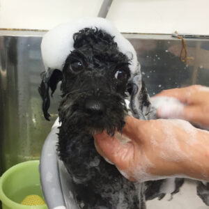 シャンプートイプー