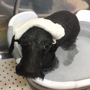 お風呂トイプー