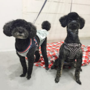 仕上がりトイプー