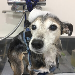 シャンプーミックス