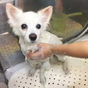 シャンプーミックス