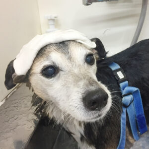 お風呂ミックス