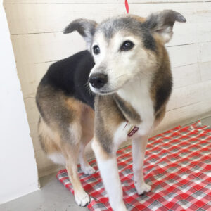 仕上がりミックス