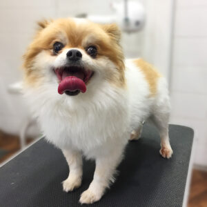 よろしくミックス