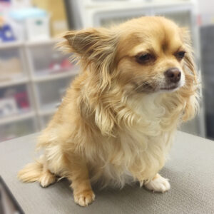 よろしくチワワ