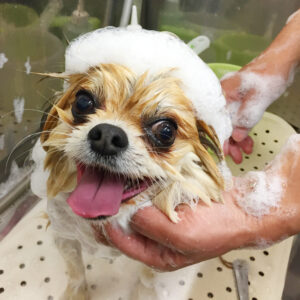 シャンプーミックス