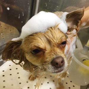 シャンプーチワワ