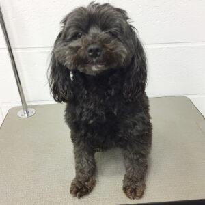 よろしくミックス