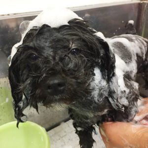 シャンプーミックス