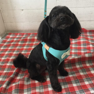 仕上がりミックス