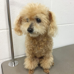 よろしくトイプー