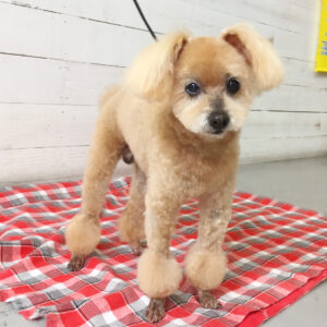 仕上がりトイプー