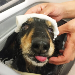 お風呂ダックス