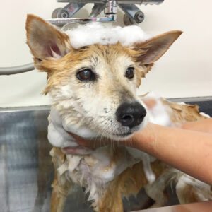 シャンプーミックス