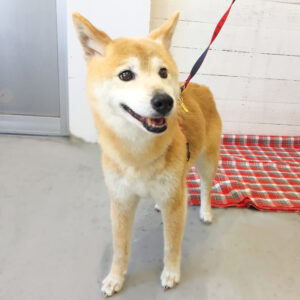 仕上がりミックス