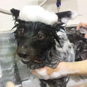 シャンプーポメ