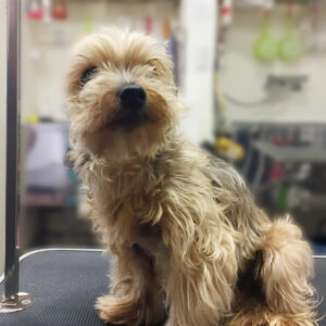 よろしくヨーキー