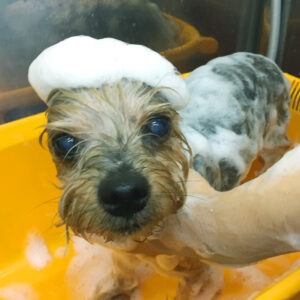 シャンプーヨーキー