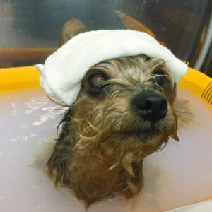 お風呂ヨーキー