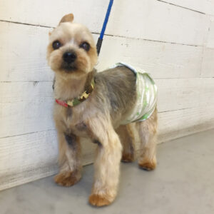 仕上がりヨーキー