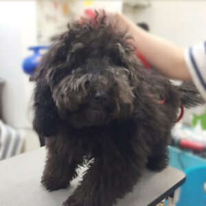 よろしくトイプー