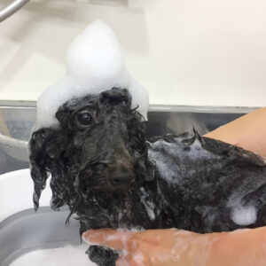 シャンプートイプー