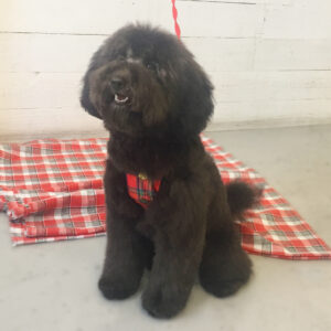 仕上がりトイプー