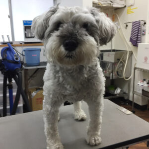 リースちゃんカット前