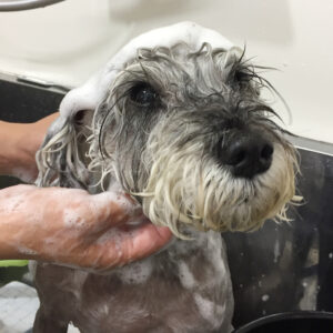 リースちゃんシャンプー中