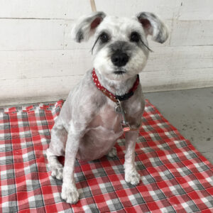 リースちゃん施術後