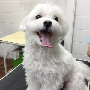 マーチちゃんカット前