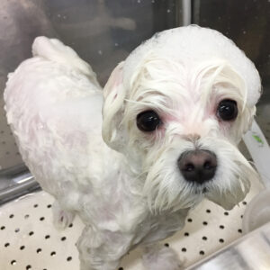 マーチちゃんシャンプー中