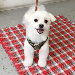 マーチちゃん施術後