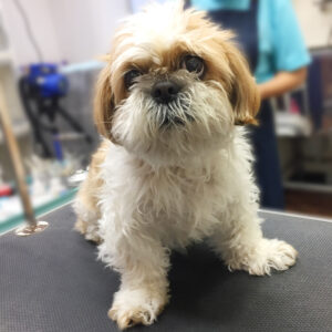 よろしくシーズー