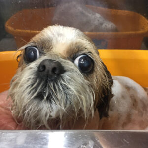 シャンプーシーズー