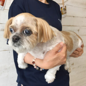 仕上がりシーズー