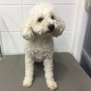 よろしくトイプー