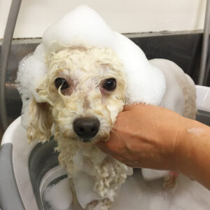 シャンプートイプー