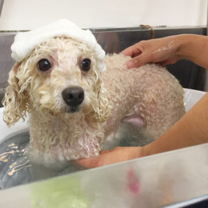 お風呂トイプー