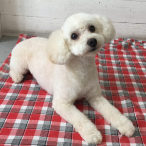 仕上がりトイプー