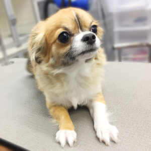 よろしくチワワ