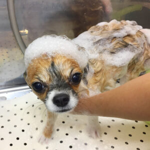 シャンプーチワワ